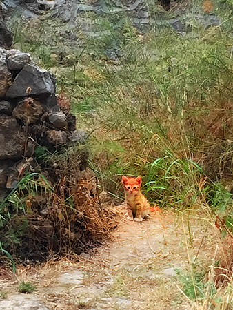Cat in Lesbessos antique City
