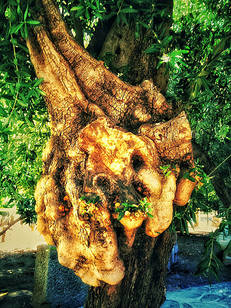 Olive tree