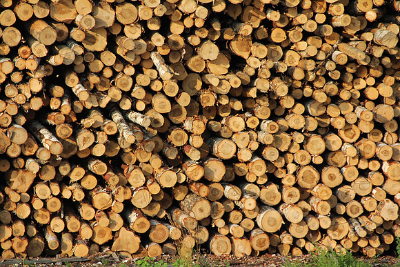 Woodyard